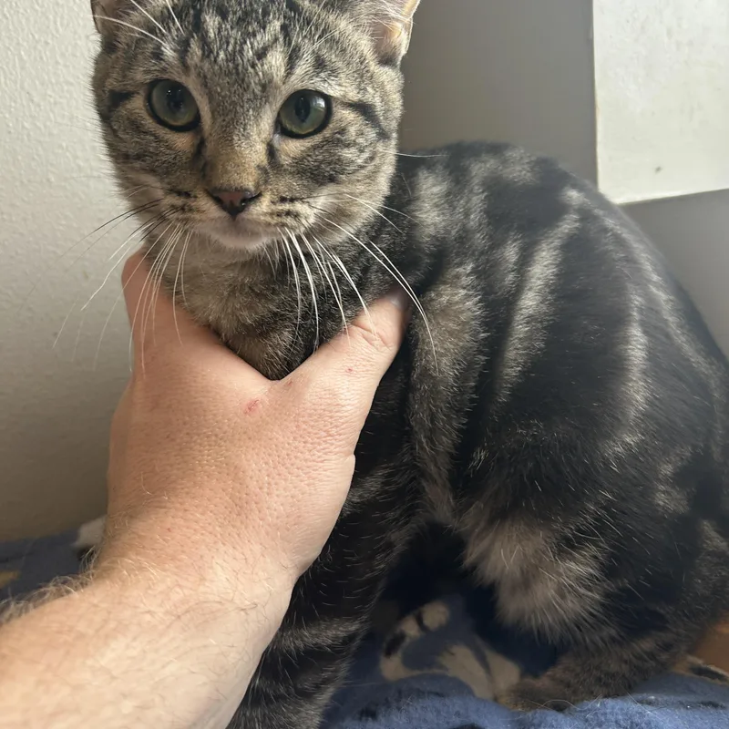 A baby small-sized female Domestic Short Hair cat named Monroe for adoption in Seward, NE