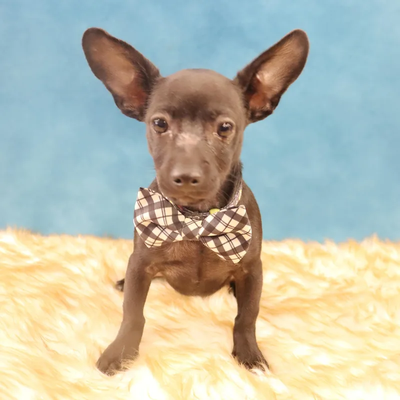 A baby small-sized male Black Chihuahua dog named Radar Puppy Who for adoption in League City, TX