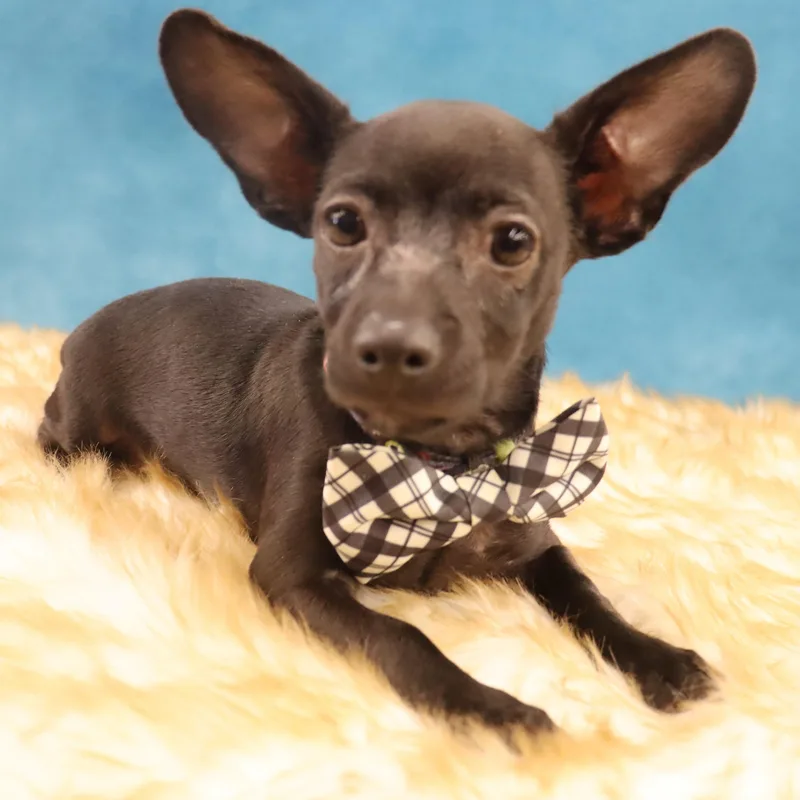 Radar  Puppy Who thumbnail 2