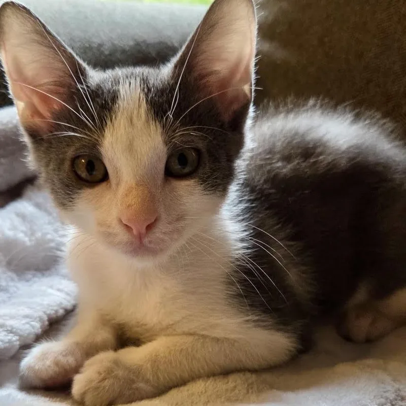 A baby small-sized male Gray / Blue / Silver Domestic Short Hair cat named Michelin for adoption in Fort Worth, TX