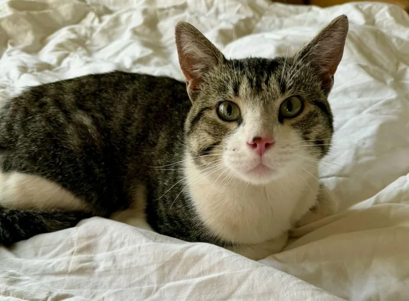 A young large-sized male Tabby (Brown / Chocolate) Tabby cat named Oscar for adoption in The Dalles, OR