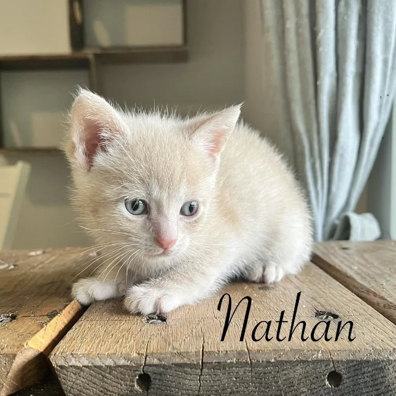 A baby small-sized male Cream / Ivory Domestic Short Hair cat named Nathan for adoption in Duck River, TN