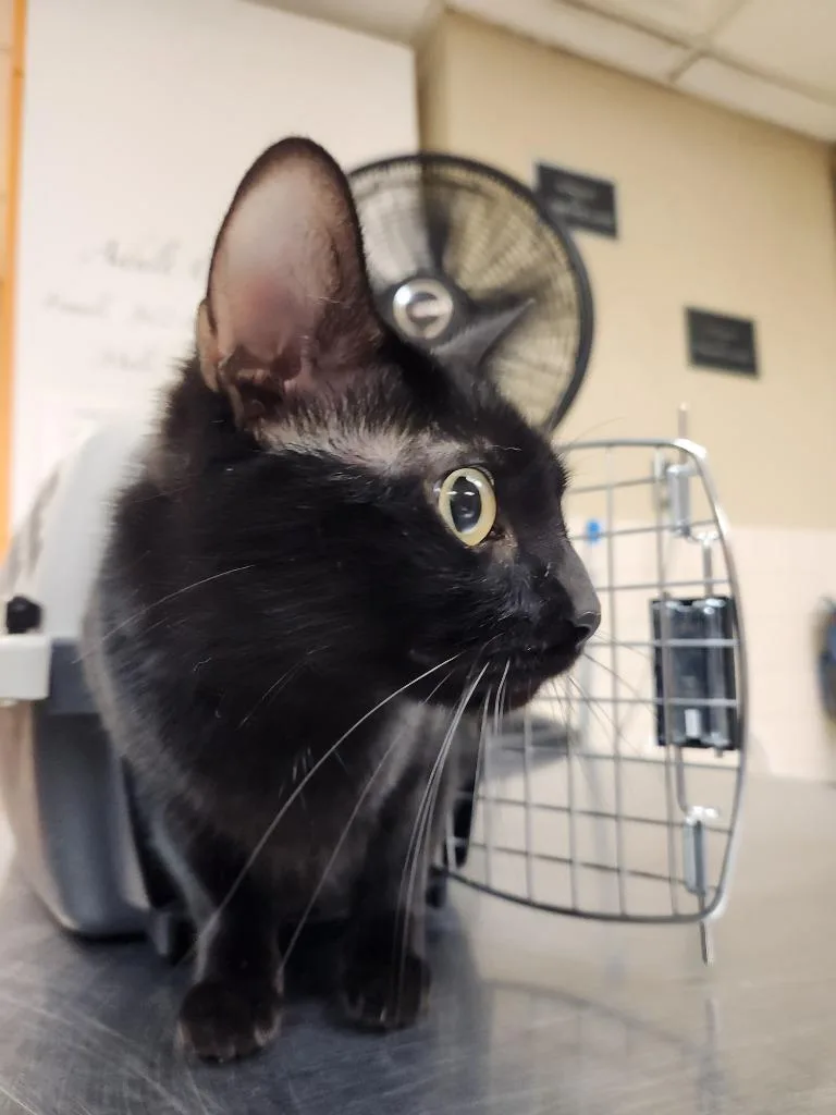 Cat Condo  Calypso