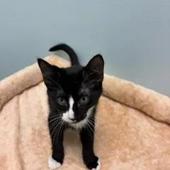 A baby small-sized male Black Domestic Short Hair cat named Oliver for adoption in Greensboro, GA