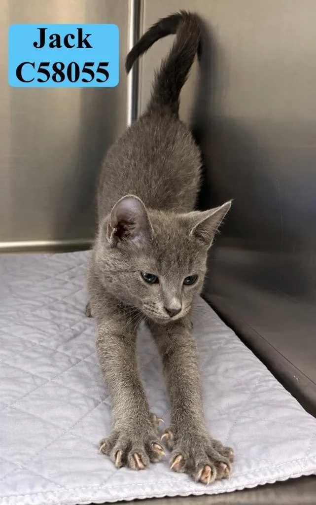 A baby small-sized male Domestic Short Hair cat named Jack for adoption in Clarksville, TN