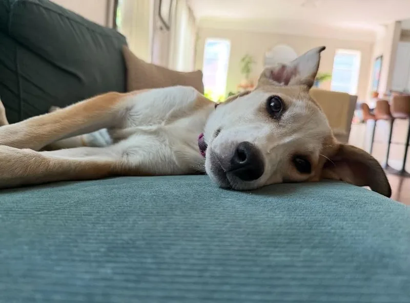 A baby medium-sized female Collie dog named Sadie for adoption in Boulder, CO