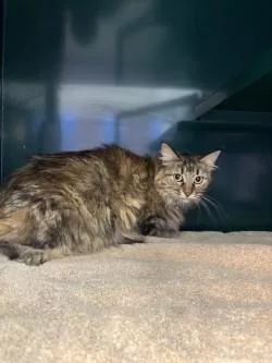 An adult small-sized female Domestic Short Hair cat named Kiki for adoption in El Paso, TX