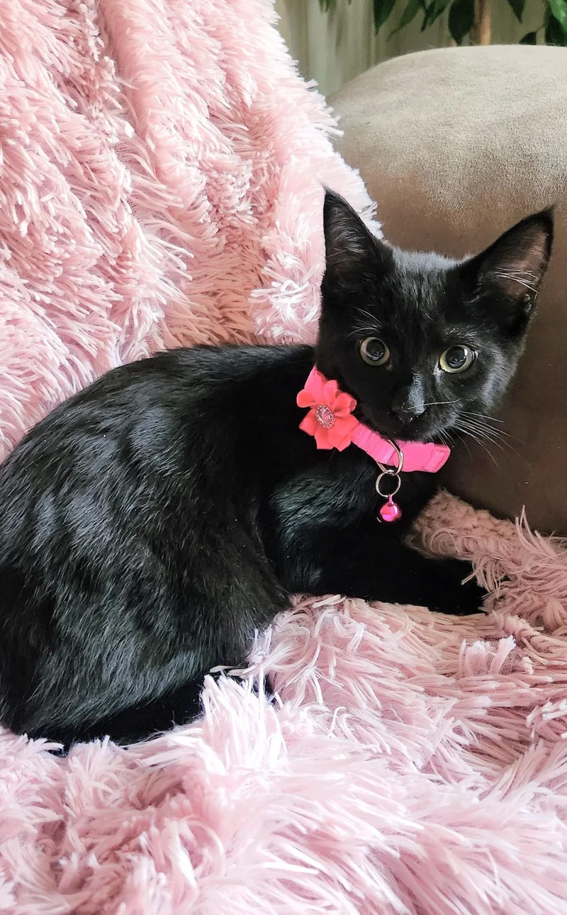 A baby medium-sized female Black Domestic Short Hair cat named Delilah for adoption in Lombard, IL