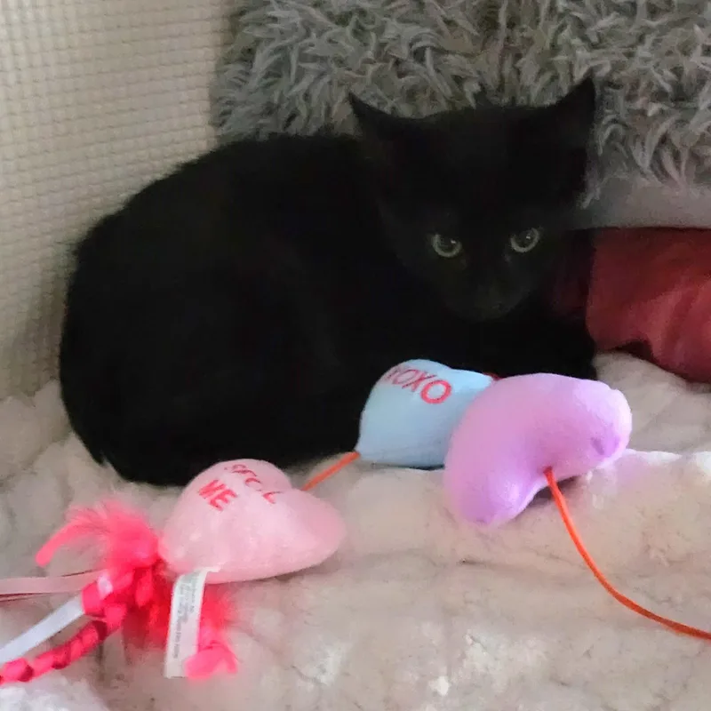 Delilah thumbnail 3