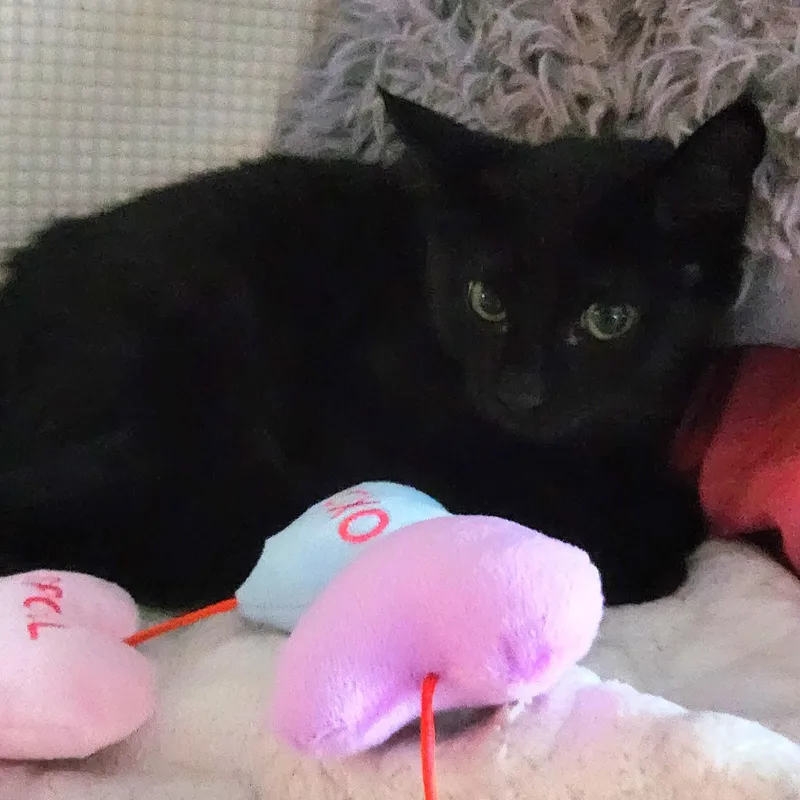 Delilah thumbnail 4