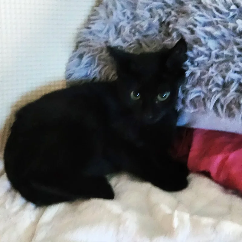 Delilah thumbnail 5