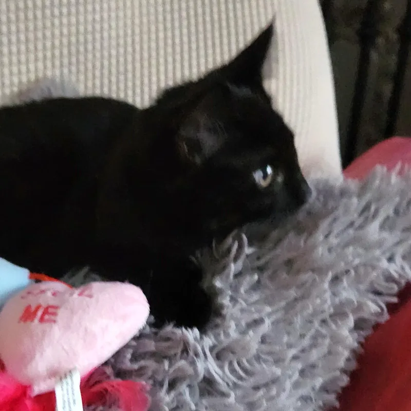 Delilah thumbnail 6