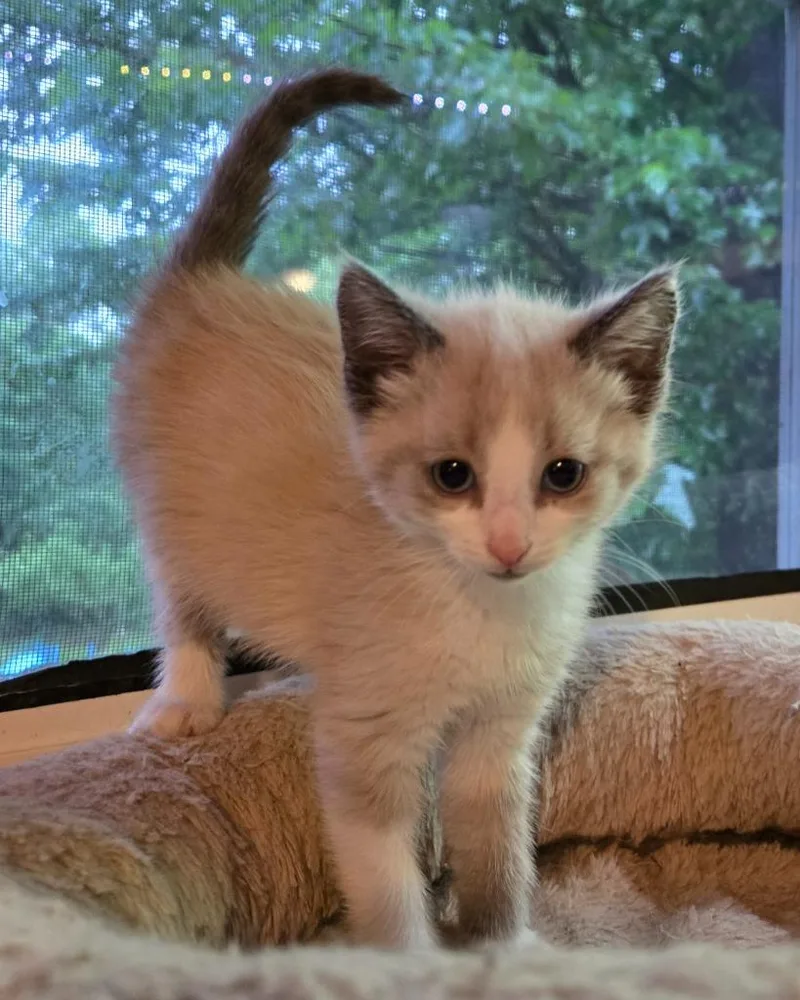 A baby medium-sized female Domestic Medium Hair cat named Sandy Cheeks for adoption in Brainardsville, NY
