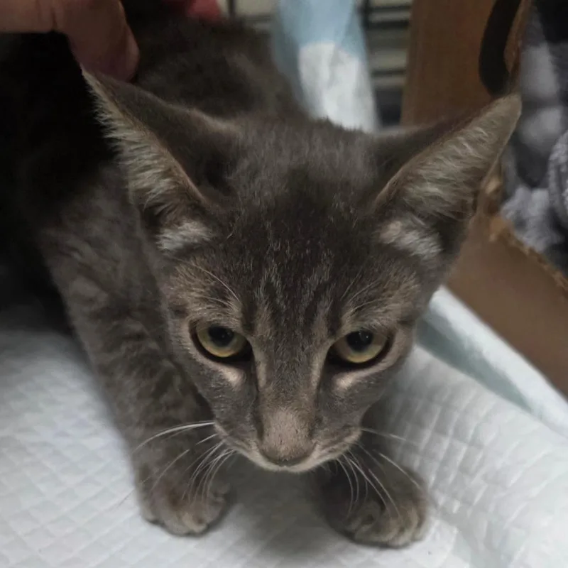 A baby medium-sized male Gray / Blue / Silver Domestic Short Hair cat named Dash for adoption in Williston, FL