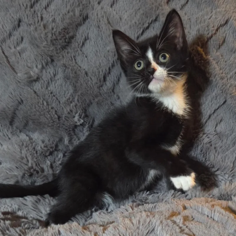A baby small-sized male Black Domestic Short Hair cat named Shinx for adoption in Houston, TX