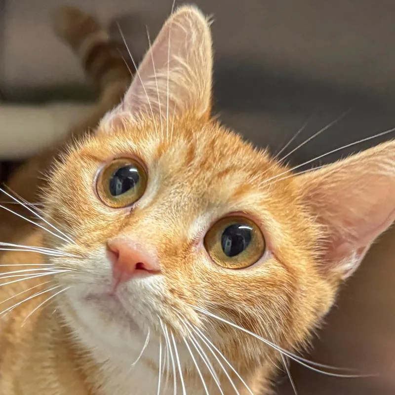 An adult medium-sized female Orange / Red Domestic Short Hair cat named Frito for adoption in Kennebunk, ME