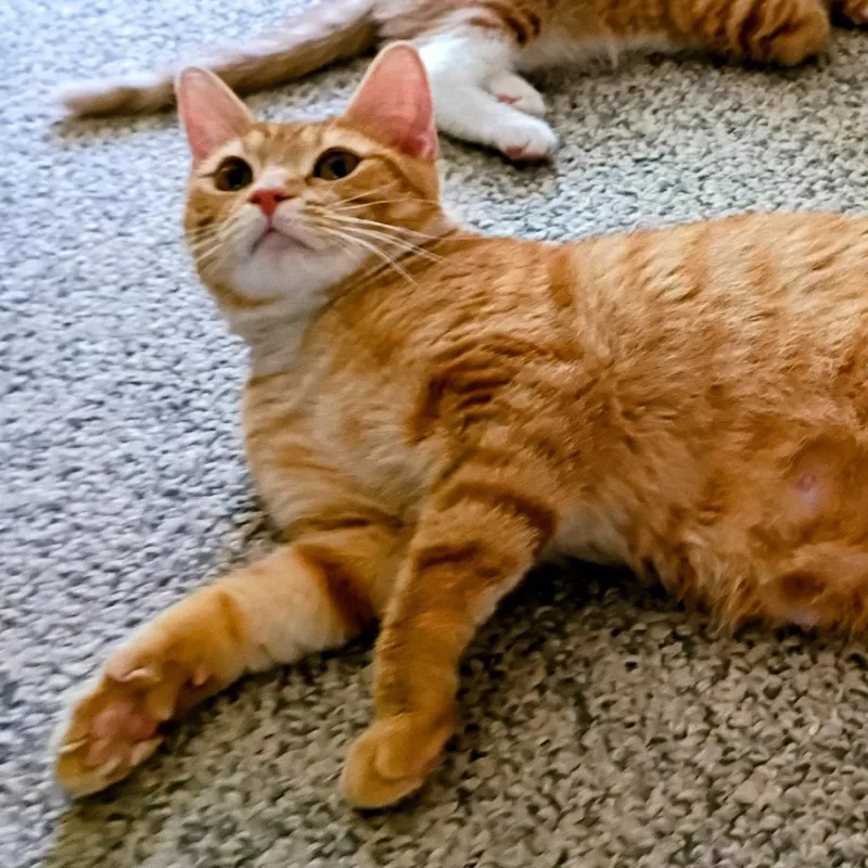 Frito thumbnail 2