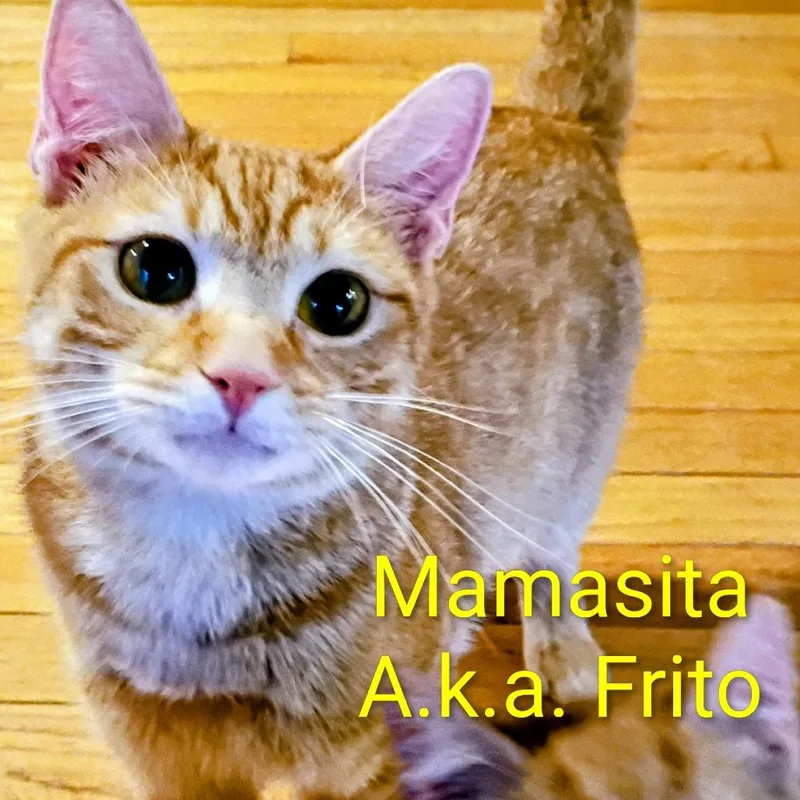 Frito thumbnail 3