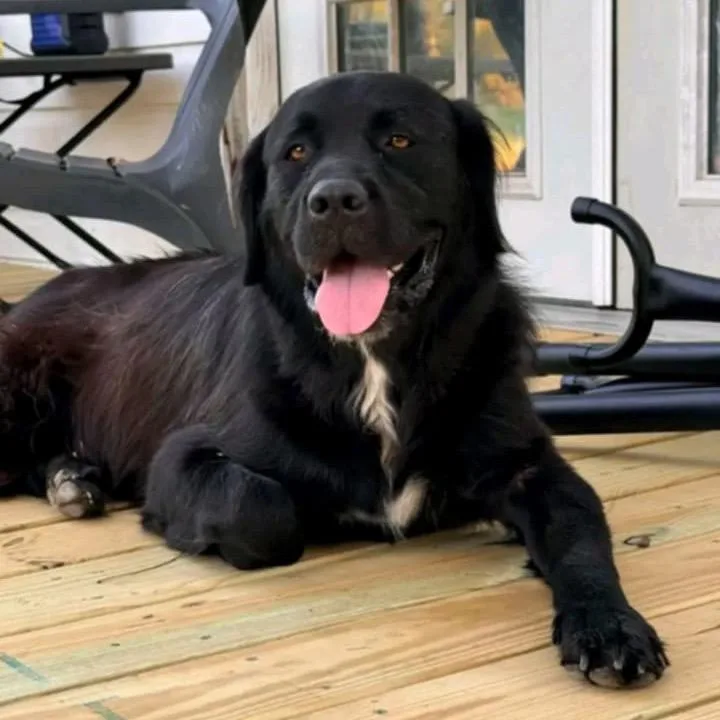 An adult large-sized male Black Mixed Breed dog named Anderson for adoption in Buffalo, MN