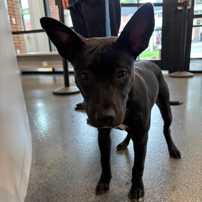 A young medium-sized female Black Mixed Breed dog named LVHStray for adoption in Allentown, PA