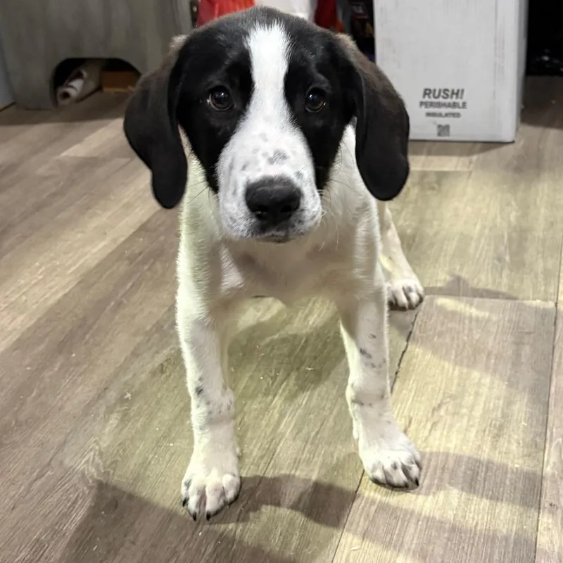 A baby large-sized male White / Cream Hound dog named Franklin for adoption in Wappingers Falls, NY