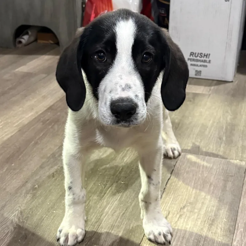 Franklin thumbnail 2