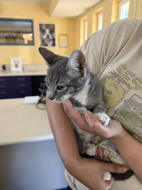 A baby small-sized female Domestic Short Hair cat named Clams Casino for adoption in Santa Maria, CA