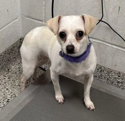 An adult small-sized female White / Cream Chihuahua dog named Sarah for adoption in Kansas City, MO