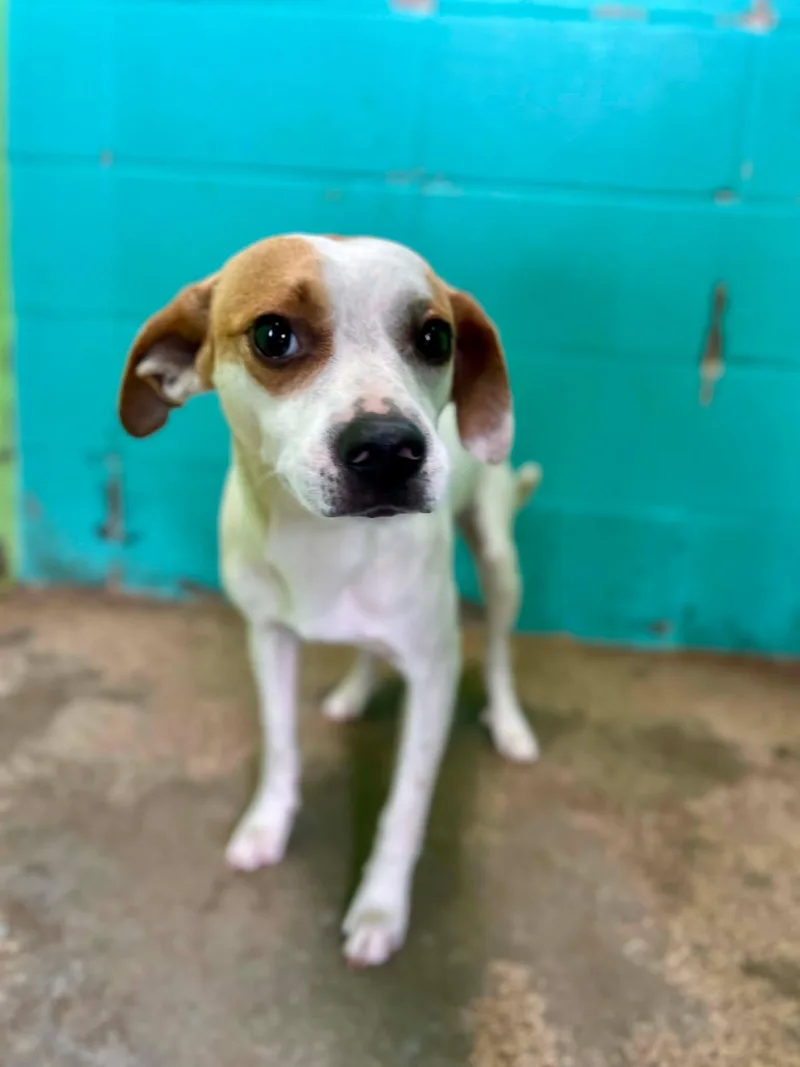 An adult medium-sized male Red / Chestnut / Orange Terrier dog named Scouty for adoption in Fort Payne, AL