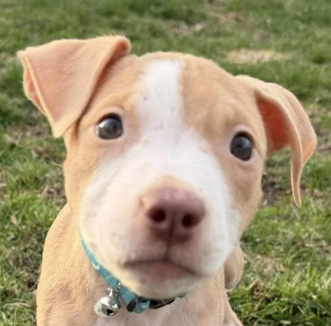 Goose Needs A Forever