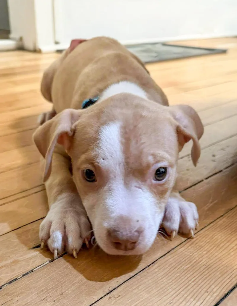 Goose Needs A Forever thumbnail 2