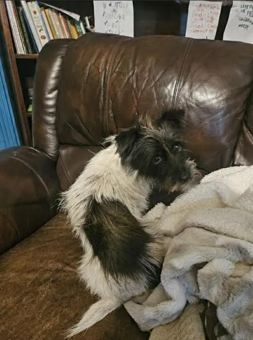 A young small-sized female Terrier dog named Cupcake In La for adoption in Cranston, RI