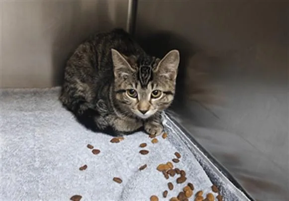 A baby small-sized female Domestic Short Hair cat named Cherie for adoption in Santa Fe, NM