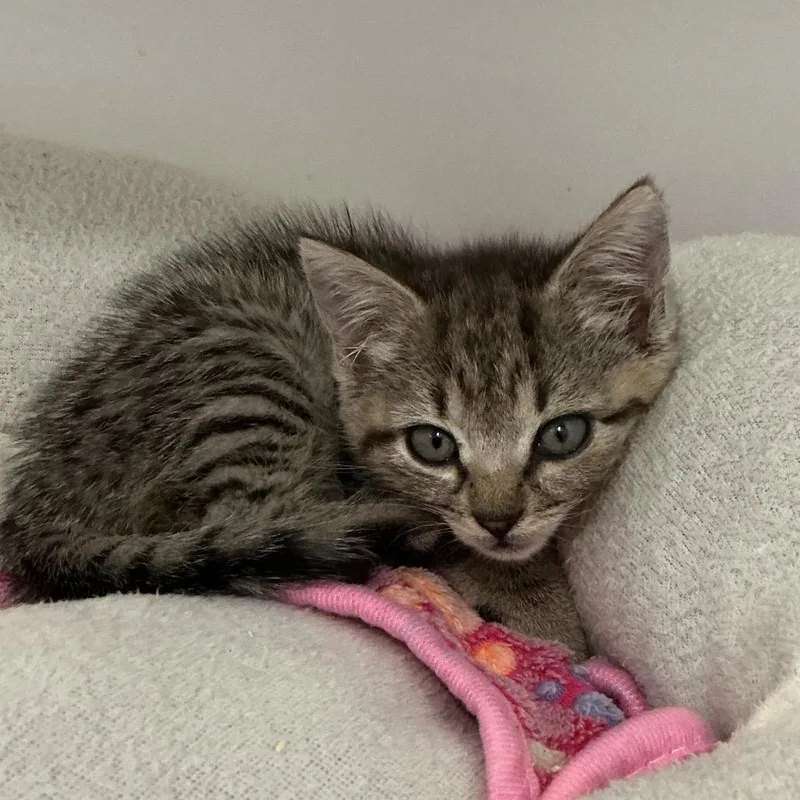 A baby small-sized female Brown / Chocolate Domestic Short Hair cat named Tilly for adoption in Elizabeth City, NC