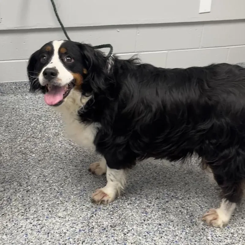 A senior large-sized female Black Spaniel dog named Sandy Cheeks for adoption in Greenville, SC