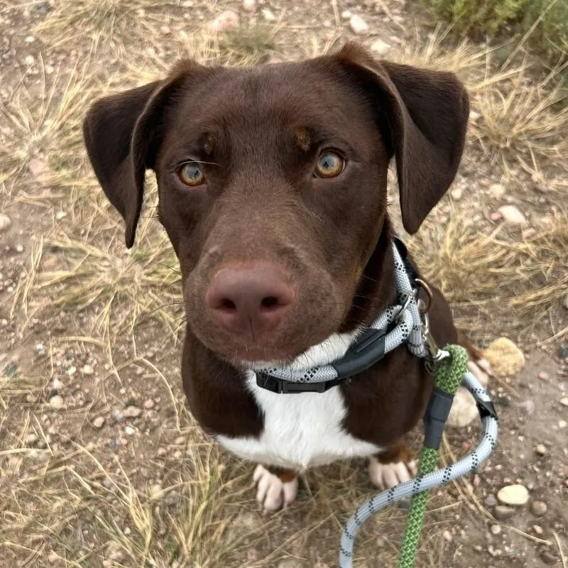 An adult medium-sized male Mixed Breed dog named Vander for adoption in Fort Collins, CO