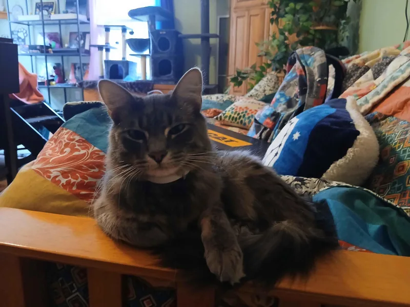 Valentine & Midnight Bonded thumbnail 3