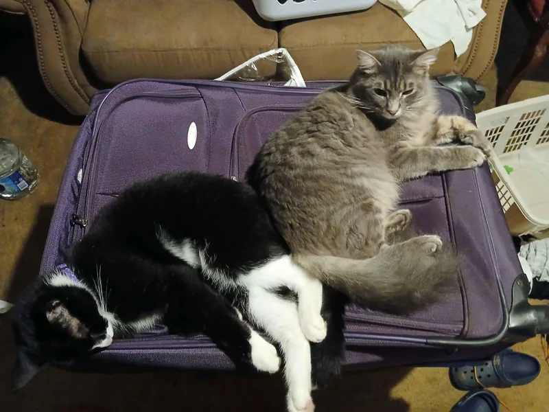 Valentine & Midnight Bonded thumbnail 4