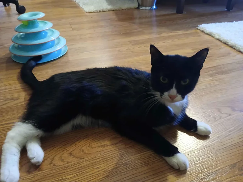 Valentine & Midnight Bonded thumbnail 5