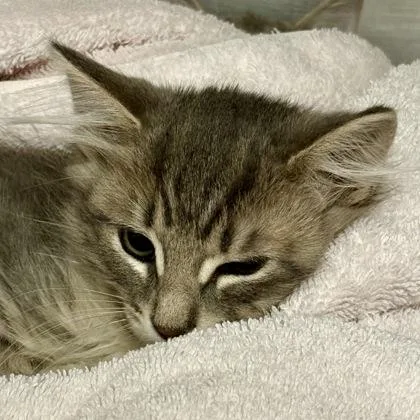 A baby small-sized female Domestic Short Hair cat named Tonin for adoption in Sacramento, CA