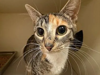 An adult large-sized female Domestic Short Hair cat named Osaka for adoption in Chamblee, GA