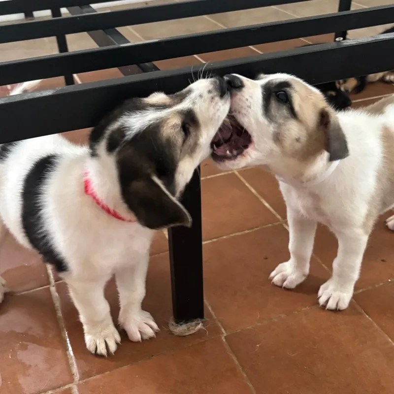 A baby medium-sized female Australian Shepherd dog named Serenity for adoption in Plano, TX
