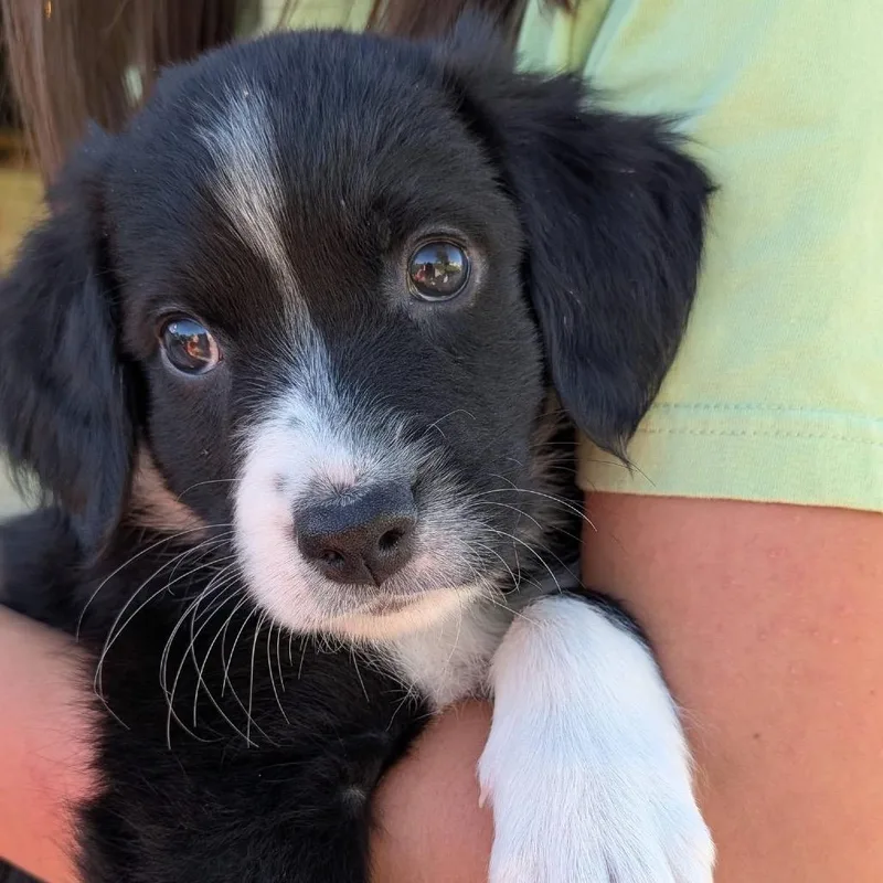 A baby small-sized female Black Australian Shepherd dog named Lake for adoption in Farmersville, OH