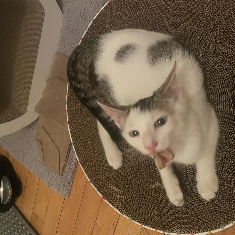 A baby medium-sized female Dilute Calico Domestic Short Hair cat named Sassy Pants for adoption in New York, NY