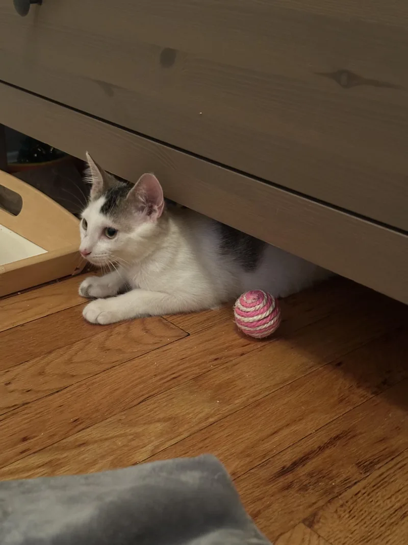 Sassy Pants thumbnail 2