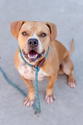 A senior large-sized female Mixed Breed dog named Ashlynn for adoption in Chamblee, GA