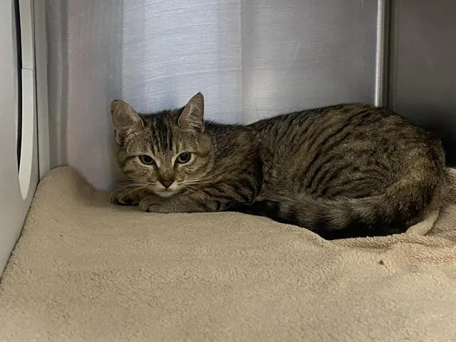 A young small-sized female Domestic Short Hair cat named Ruby for adoption in Tustin, CA