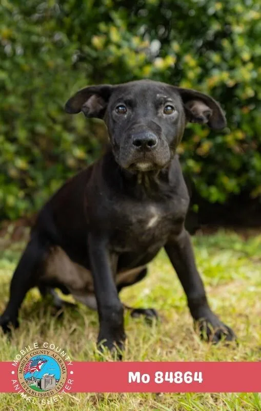 A young medium-sized male Black Labrador Retriever dog named Mo for adoption in Mobile, AL
