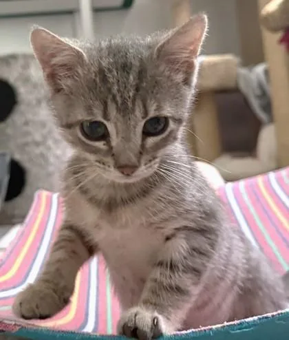 A young small-sized male Domestic Short Hair cat named Liam for adoption in Quakertown, PA