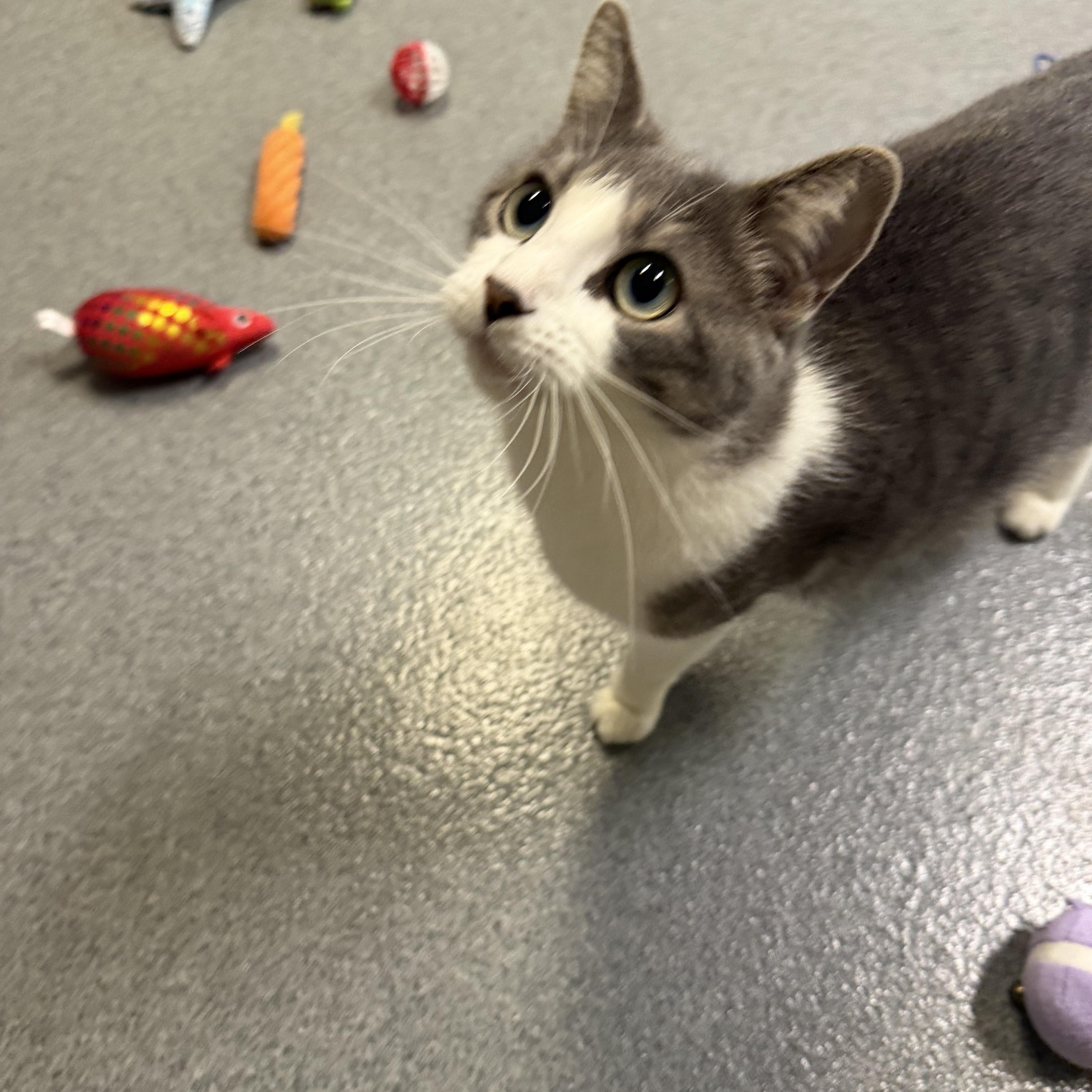 An adult medium-sized male Gray & White Domestic Short Hair cat named Paisley for adoption in Chisholm, MN